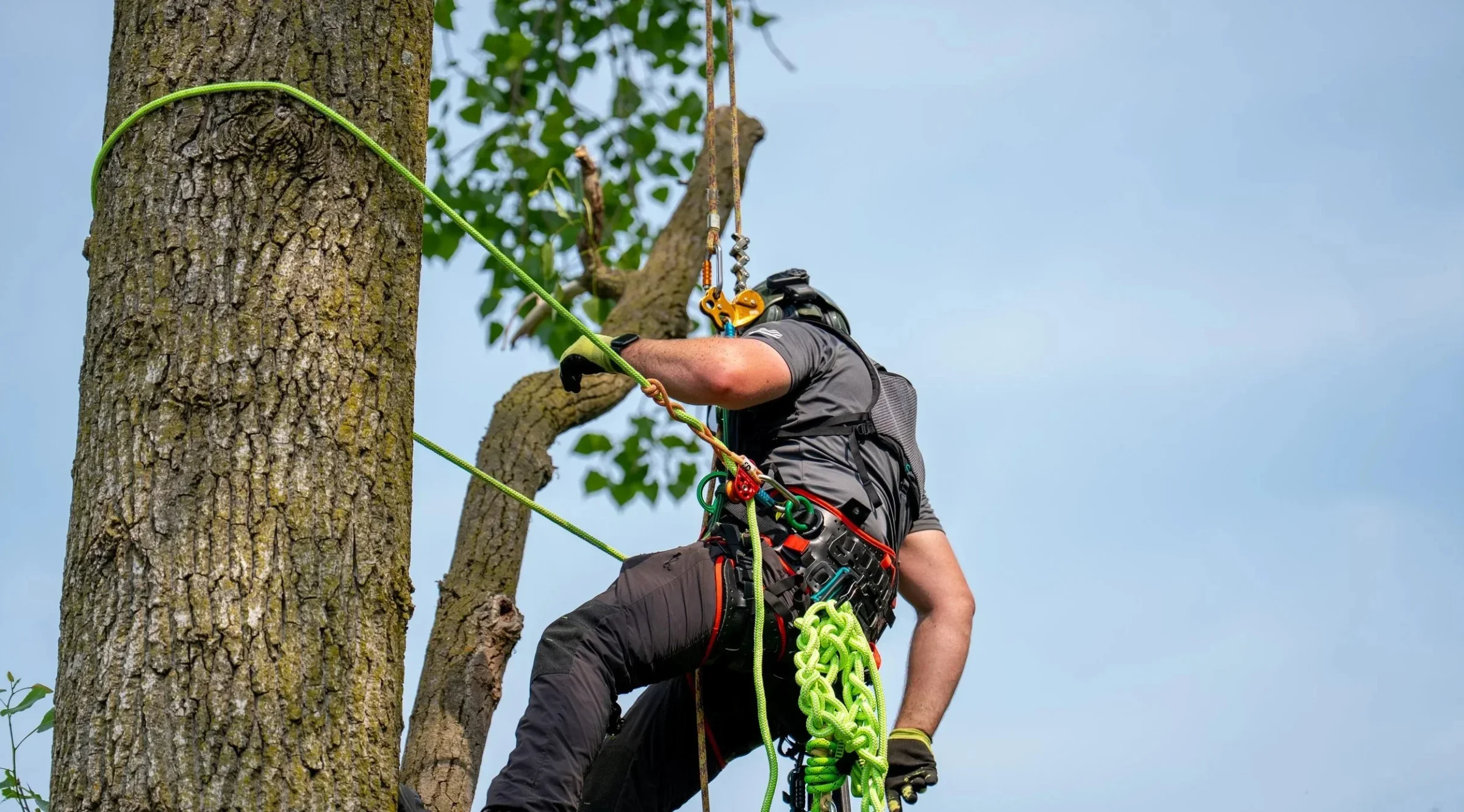 Arborist turvaköitel ronimas suure puu tüvel