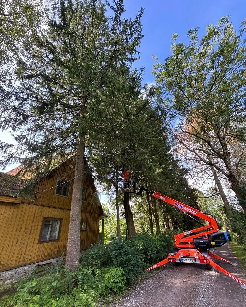 Ämblik-korvtõstuk kõrge kuuse langetamisel puumaja kõrval