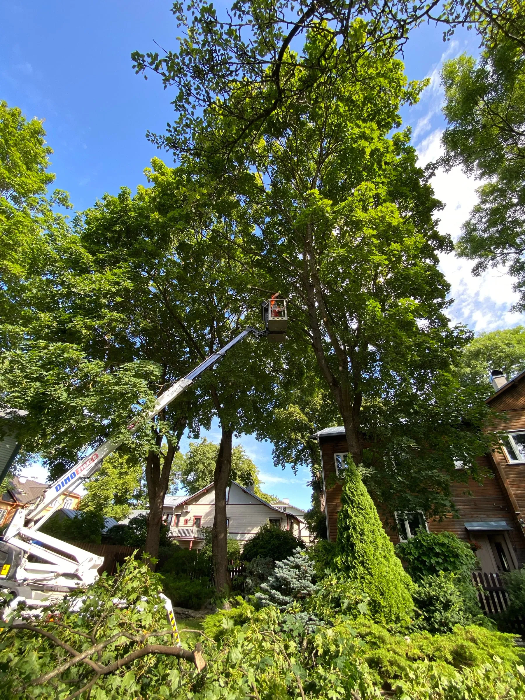 Arborist korvtõstukil eemaldab vahtrat sektsioonide kaupa Kalamaja õuel puumaja kõrval
