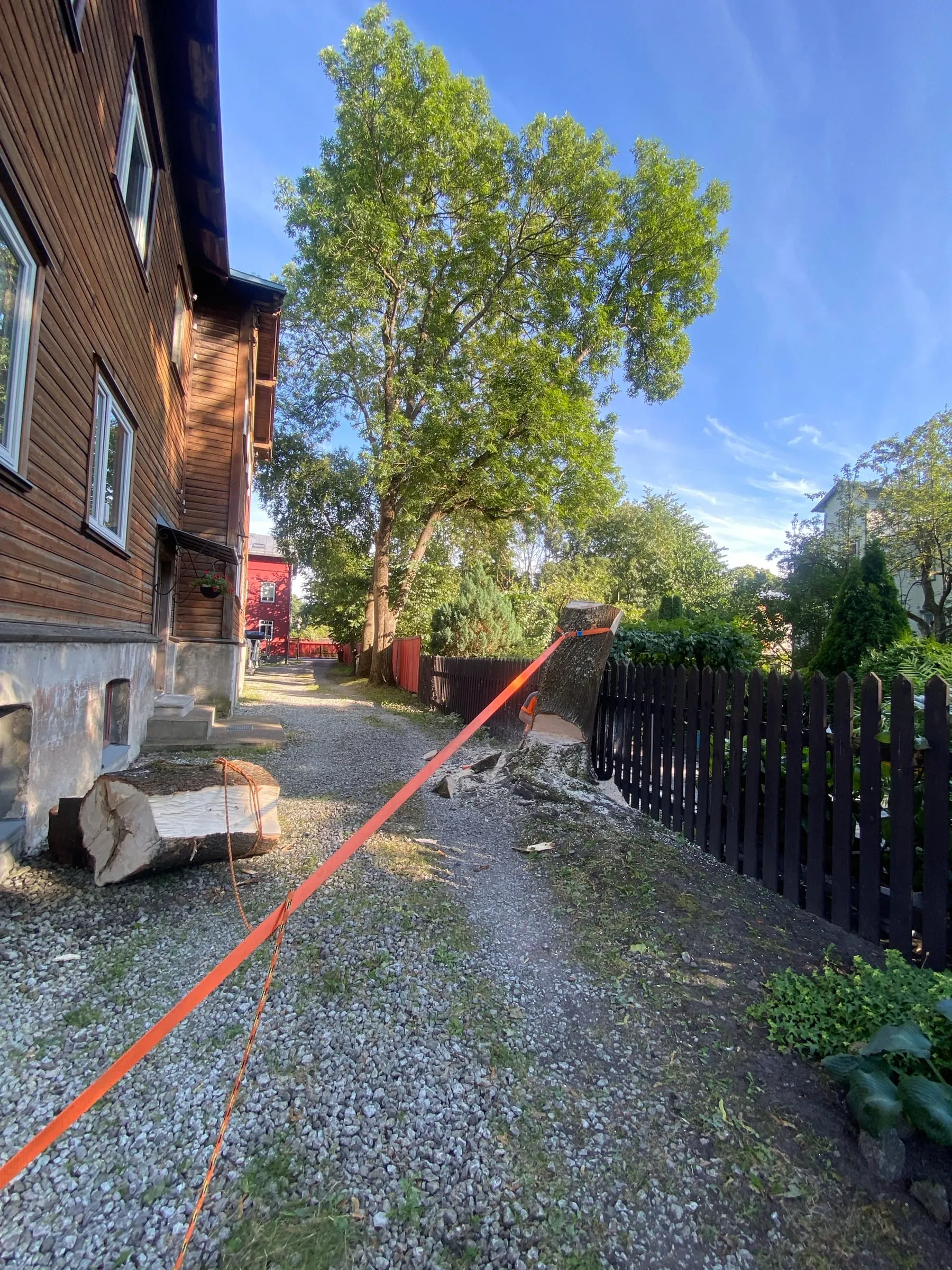 Langetatud vahtra känd ja tüveosa Kalamaja puumaja kõrval kruusateel