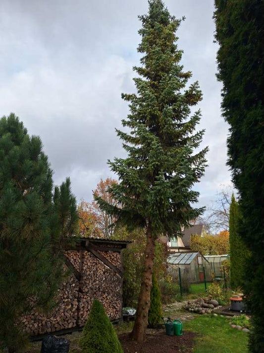 Puude langetamine koduaias: 5 asja, mida pead teadma enne tegutsemist