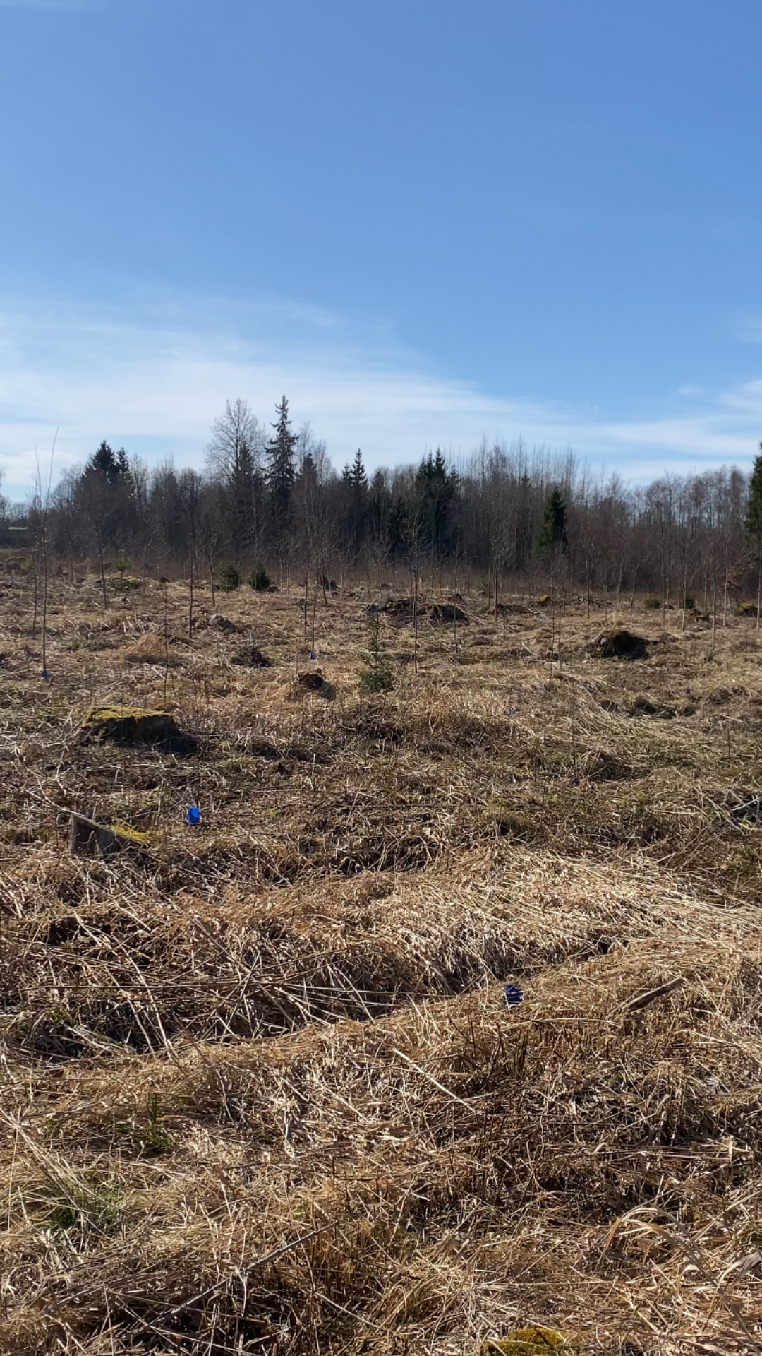 Võsa Lõikamine ja hind