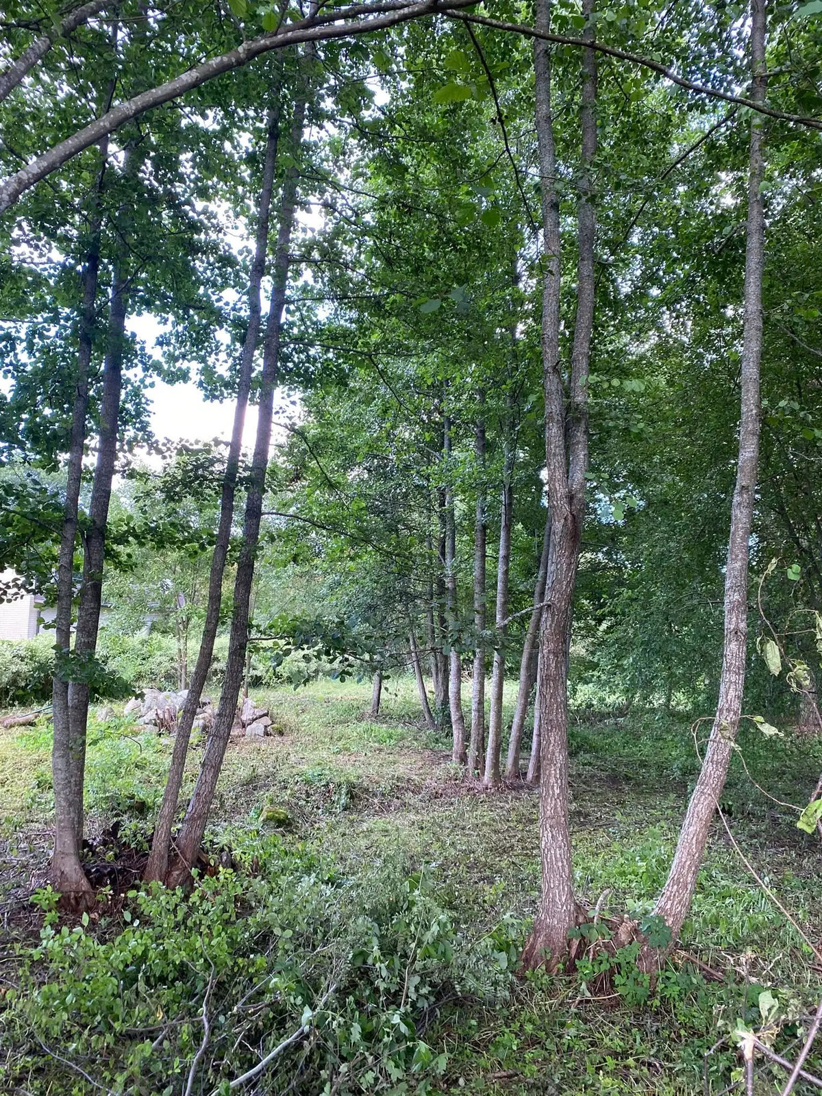 Eemaldatud krundilt võsa