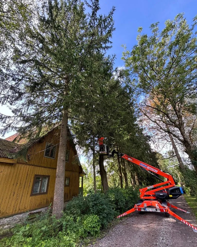 Ohtlike puude raie ja langetamine 