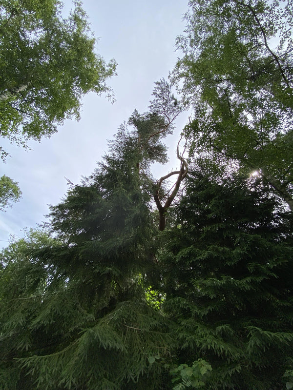 Tormikahjustuste likvideerimine ning eemaldamine